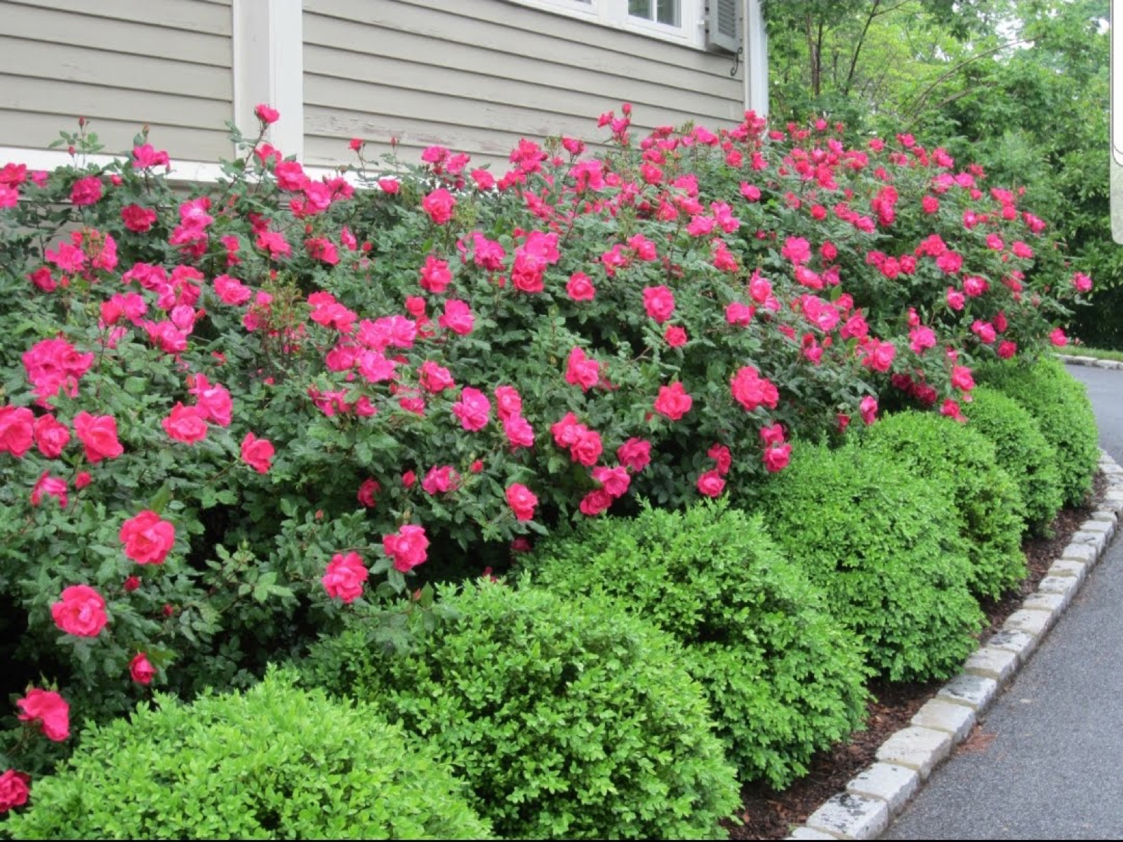 Knock Out roses and boxwood along a driveway border