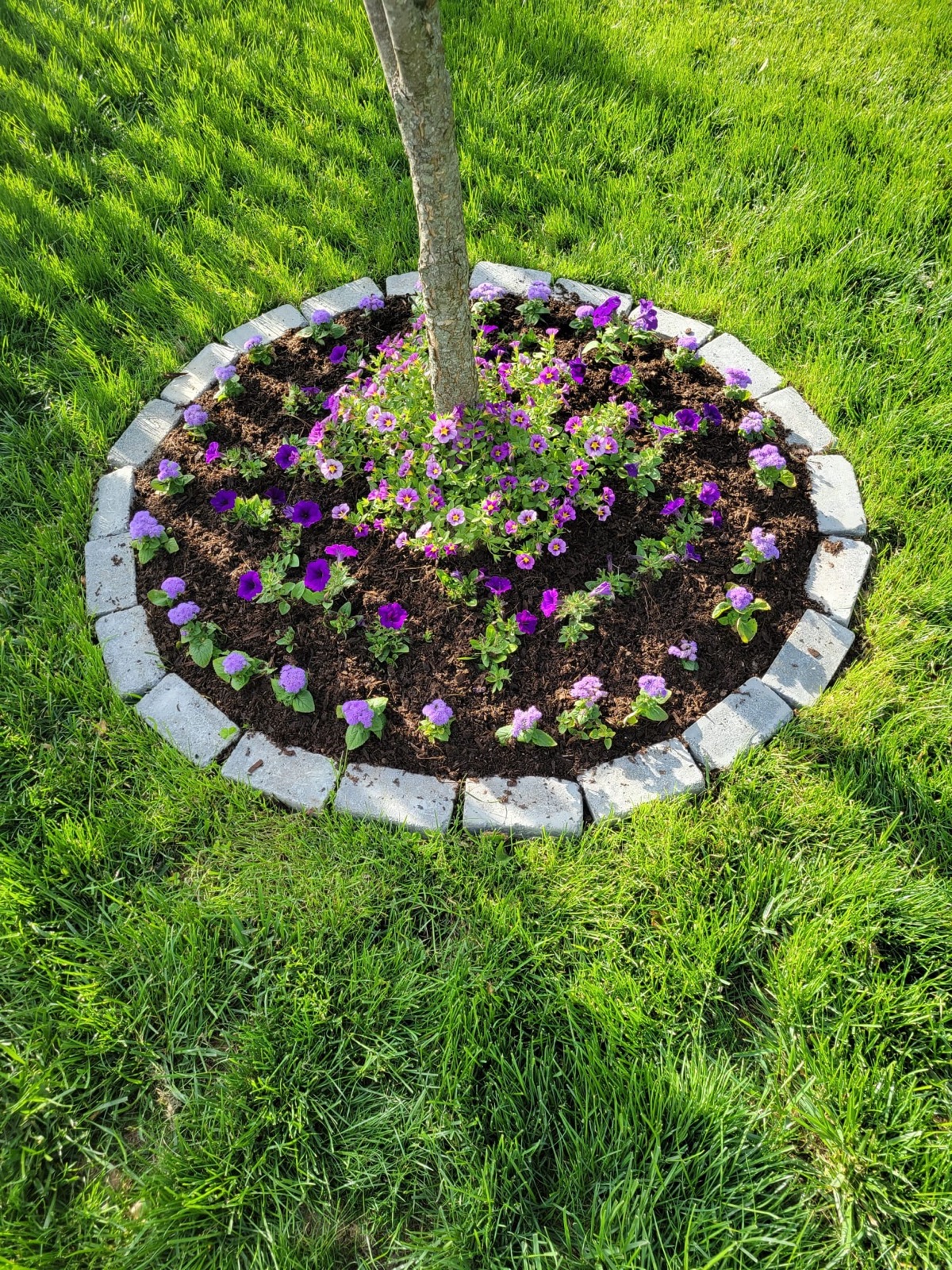 Stone-edged planting ring around a mature tree
