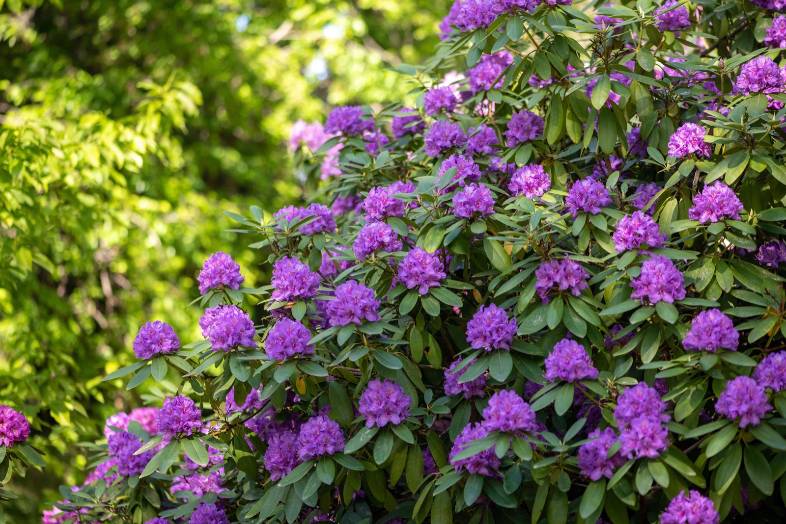 Blooming rhododendron in a Westchester garden