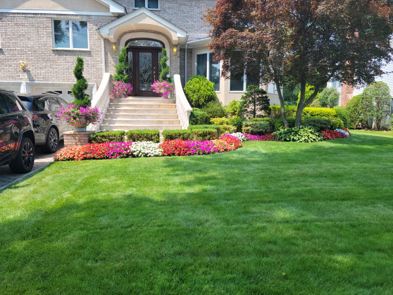 Weeping Japanese maple and sculpted lawn edge