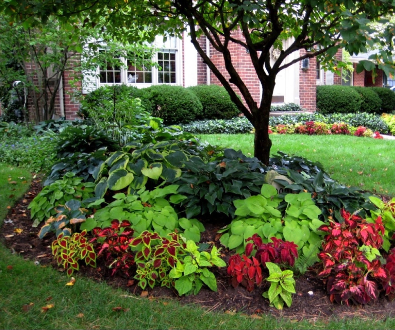 Shade garden of hostas and coleus under a mature tree