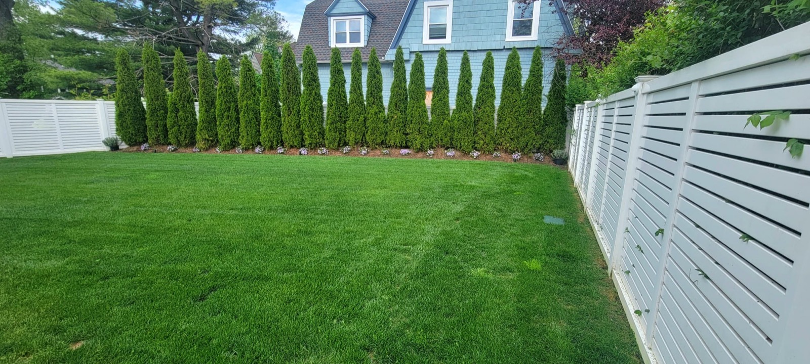 Arborvitae screen and clean lawn beside a modern fence